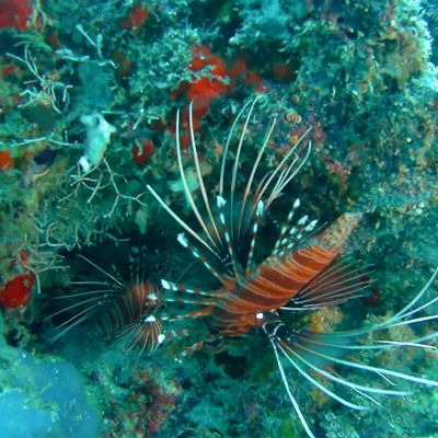 Schnorcheln im Nationalpark Cahuita 05
