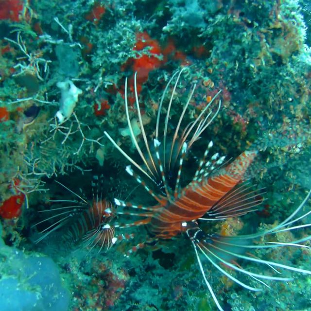 Schnorcheln im Nationalpark Cahuita 05