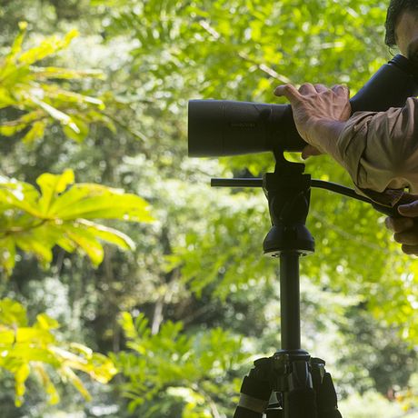 Je nach Region finden Sie in Costa Rica völlig neue Vogelwelten