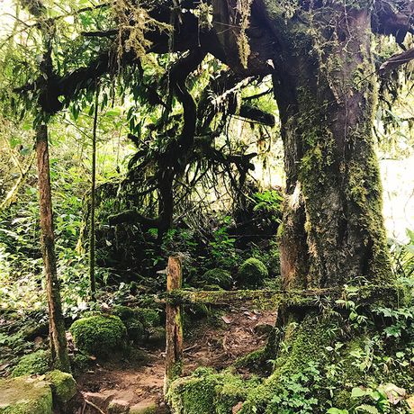 Costa Rica Moos und Farn Die Flora der Region setzt sich vor allem aus moosbehangenen Bäumen Farnpflanzen zusammen