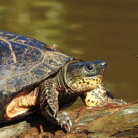 Gleiten Sie sanft und still über die Flussläufe Tortugueros und beobachten Sie was sich an den Ufern und auf Baumstämmen abspielt