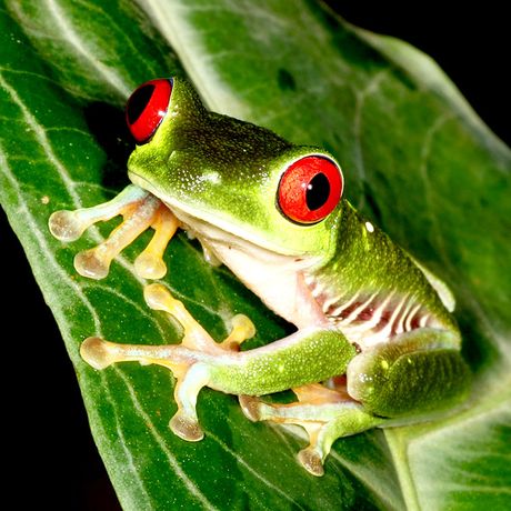 Entdecken Sie die faszinierende Welt tropischer, nachtaktiver Tiere und Insekten