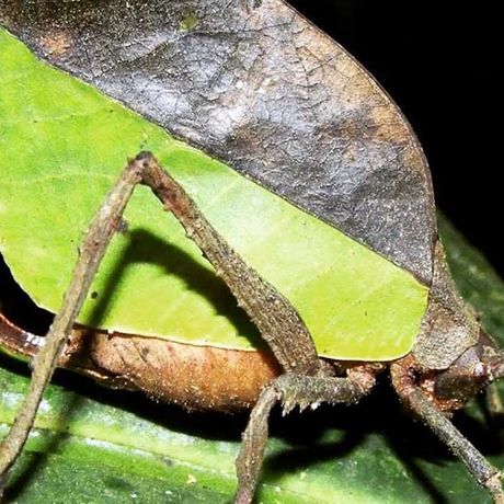 Manche Insekten haben sich in Form und Farbe perfekt ihrer Umgebung angepasst. 