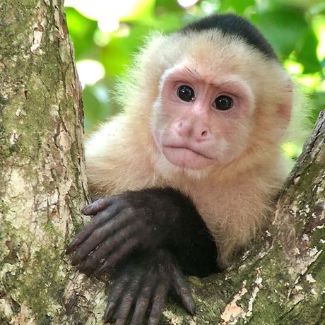 In ganz Manuel Antonio hören und sehen Sie Affen.
