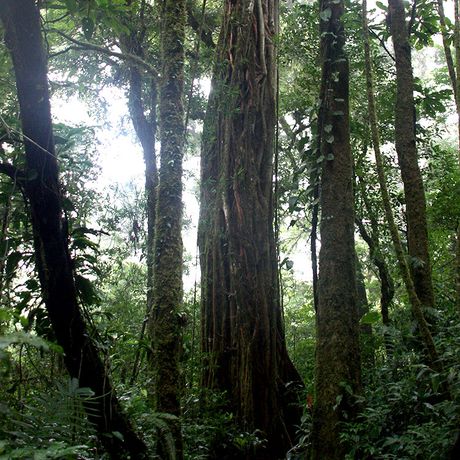 Costa Rica Nebelwald Monteverde Monteverde ist bekannt für den dichten und feuchten Nebelwald, der wie aus einem verwunschenen Märchen aussieht.
