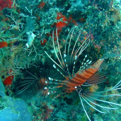 Blick auf einen Fisch beim Tagesausflug Schnorcheln und Wanderung im Nationalpark Cahuita
