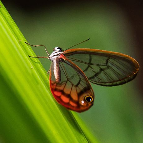 Costa Rica Insekten In Costa Rica lassen sich viele bunte Insekten entdecken