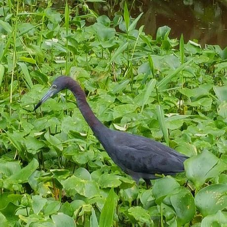 Ein Vogel am Fluss Tortuguero Blick auf einenen Vogel am Fluss Tortuguero