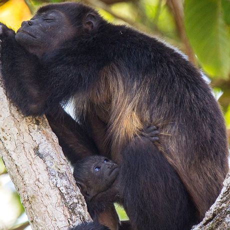 Costa Rica Affe mit Baby In den dichten Bäumen tümmelt sich eine Vielzahl von Affen. Halten Sie Ausschau nach ihnen in den Baumwipfeln