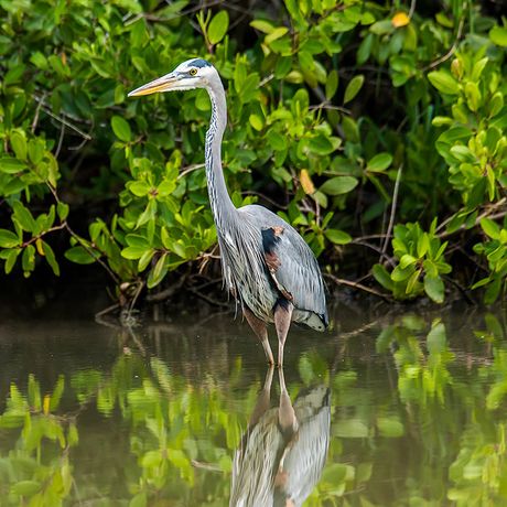 Costa Rica Wasservogel Einige Nationalparks lassen sich auch per Boot entdecken.