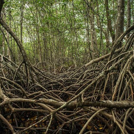 Sie blicken auf ein dichtes Gewirr von unterschiedlichen Mangrovenwurzeln, welches einen interessanten Lebensraum für zahlreiche Tiere über und unter Wasser schafft 