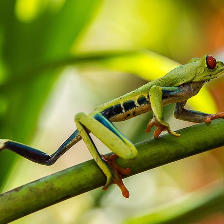 Costa Rica Amphibien Die Amphibienwelt Costa Ricas ist vielfältig und bunt. Mit einem Guide lassen sich auch die kleinsten Frösche entdecken.