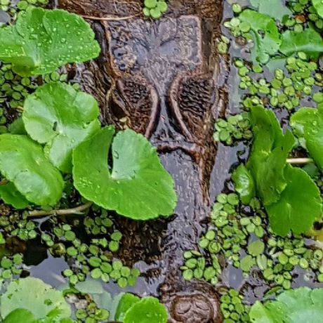 Ein Krokodil im Wasser Blick auf ein Krokodil im Wasser