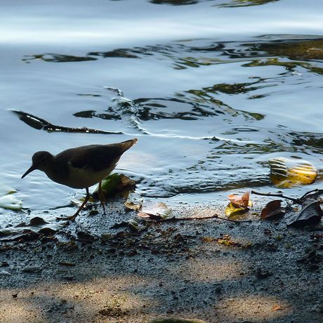 Ein kleiner Watvogel ist am Ufer auf der Suche nach Fressen.