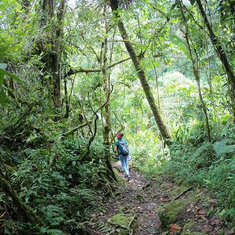 Urwaldwanderung Cloudbridge Wanderweg Wandern Sie entlang verwunschener Wege