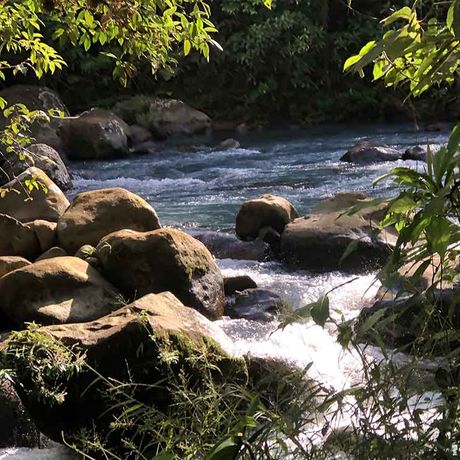 Naturkundliche Wanderung Río Celeste Flusslauf Im Nationalpark Río Celeste gibt es Flussläufe mit erfrischendem Wasser