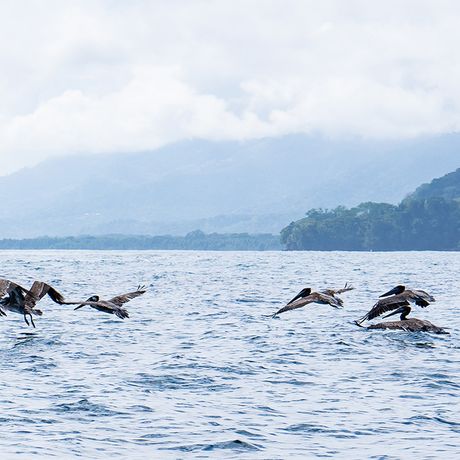 Costa Rica Pelikane An den Küsten des Pazifiks tümmeln sich viele Seevögel.