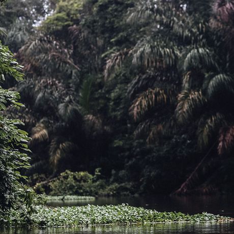 Bei der Anfahrt per Boot werden Sie bemerken, wie sich Mangrovenwälder und am Flussufer aneinanderreihen Die Vegetation wird dichter, die Kanäle enger. Hier tauchen Sie ein in eine beeindruckende Dschungel-Welt direkt am Wasser. 