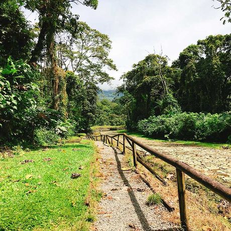 Blick auf einen Wanderweg bei der Exkursion zur Ausgrabungsstätte Guayabo