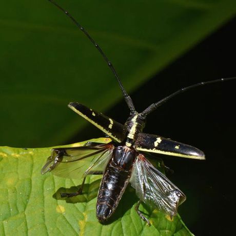Die Höhenlage lässt eine andere Flora und Fauna zu.