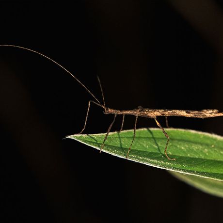 Tier auf Blatt Blick auf ein Tier auf einem Blatt