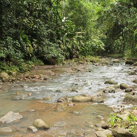 Costa Rica Flüße und Seen Bach im Dschungel