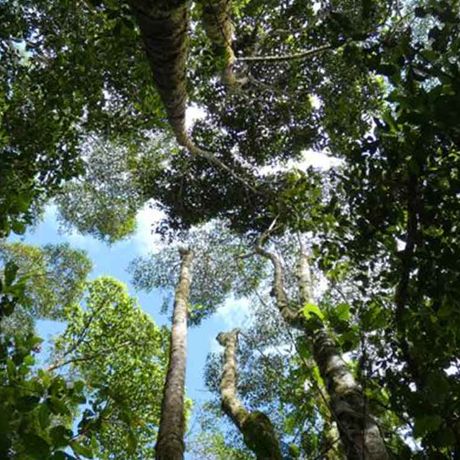 Die Vegetation im Reservat erlaubt eine exotische Flora und Fauna