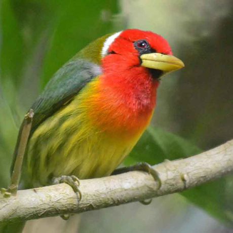 Gehen Sie auf Vogelbeobachtung im Reservat.