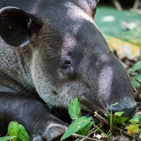 Costa Rica Dschungel und Regenwald Tapir Costa Rica Dschungel und Regenwald schlafendes Tapir
