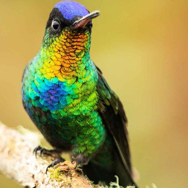 Vogelbeobachtung im Nationalpark Quetzales Buntes Federfell