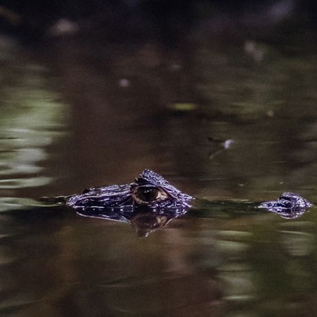 An den Rändern der Flusslandschaft sehen Sie so Tiere, die Sie mit dem bloßen Auge und ohne spezielle Kenntnisse wohl nie entdecken würden. 