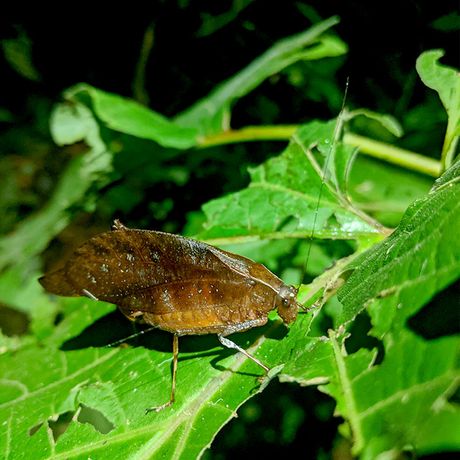 Entdecken sie das nächtliche Leben des costa-ricanischen Regenwaldes im Privatreservat bei La Fortuna