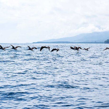 Entdecken Sie den Meeresnationalpark Ballena und seine fantastische Flora und Fauna zwischen Strand, Mangroven und Felsküste