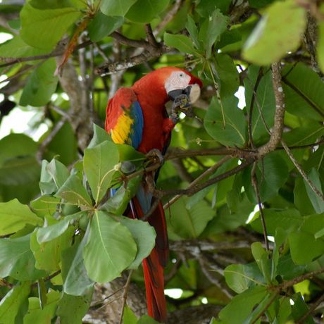 Schweben sie durch den mystischen Regenwald der costa-ricanischen Berge und genießen die eindrucksvolle Natur aus der Vogelperspektive.
