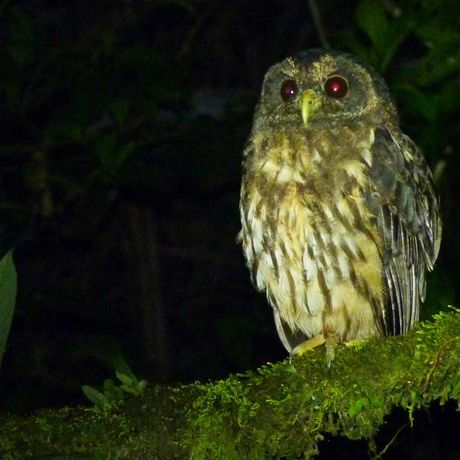 Kaffeekultur und abenteuerliche Tierbeobachtungen 03 Blick auf eine Eule bei dem Tagesausflug Kaffeekultur und abenteuerliche Tierbeobachtungen