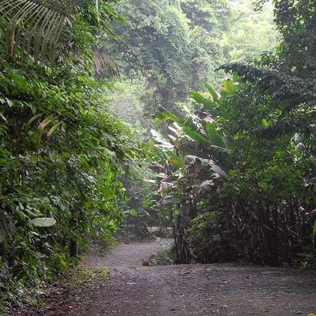 Die Wege des Nationalparks führen durch dichte, immergrüne Vegetation