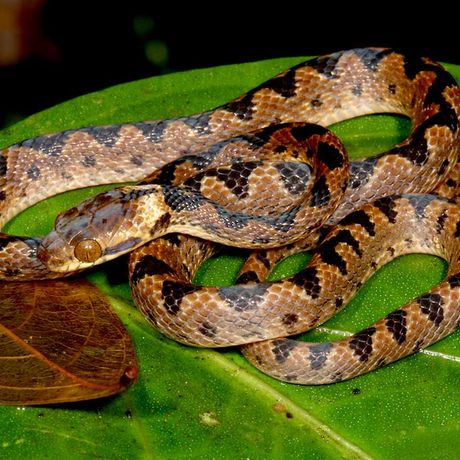 Entdecken Sie die faszinierende Welt tropischer, nachtaktiver Tiere und Insekten