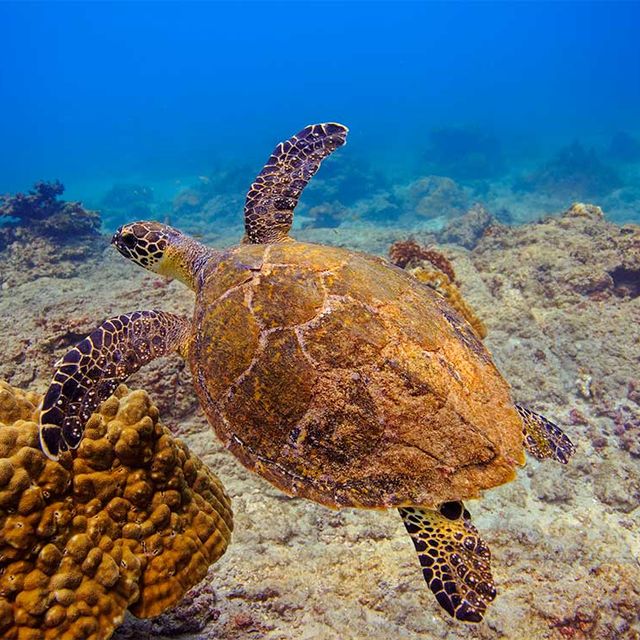 Schildkrötenbeobachtung in Tortuguero 01
