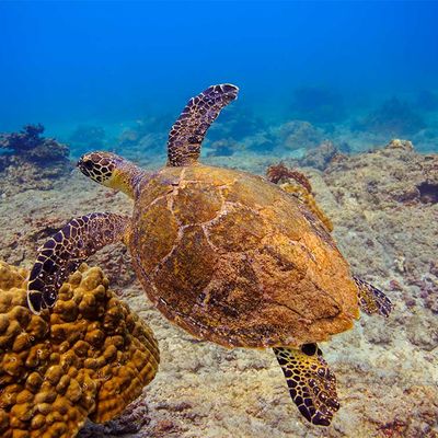 Schildkrötenbeobachtung in Tortuguero 01