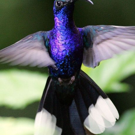 Vogelbeobachtung Cloudbridge 03 Ein lila schillernder Violettdegenflügel-Kolibri schwirrt in hoher Geschwindigkeit durch die Luft.