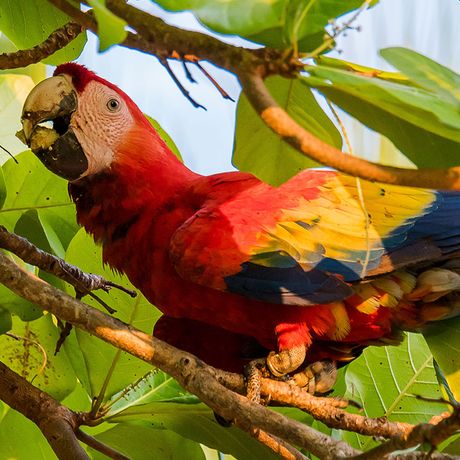 Costa Rica Dschungel und Regenwald Ara Costa Rica Dschungel und Regenwald fressender Ara