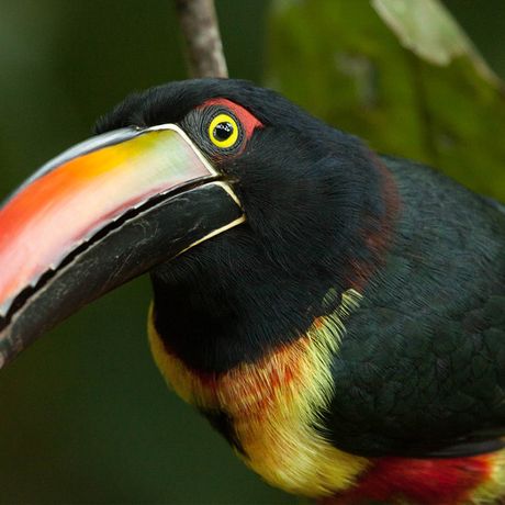 Beobachten Sie exotische Vögel aus nächster Nähe.