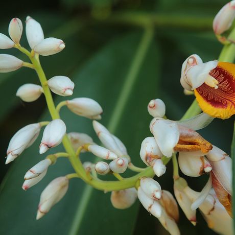 Costa Rica Exotische Blume Entdecken Sie die bunte Flora Costa Ricas in den zoologischen Gärten