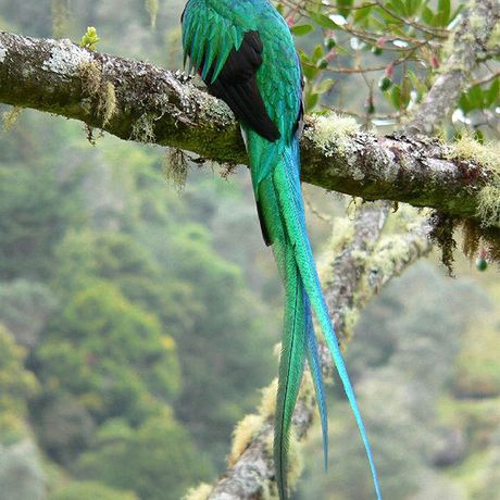 Vogelbeobachtung auf dem Irazú 01 Quetzal - der Göttervogel