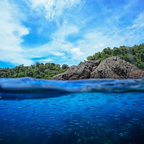 Blick auf einen Fischschwarm beim Schnorcheln im Nationalpark Marino Ballena