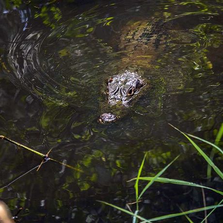 Ganz heimlich und fast unerkannt blickt ein Kaiman aus dem Wasser