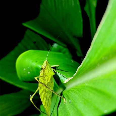Entdecken sie das nächtliche Leben des costa-ricanischen Regenwaldes im Privatreservat bei La Fortuna