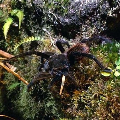 In der Dämmerung kommen auch die Vogelspinnen gerne aus ihren Verstecken. 
