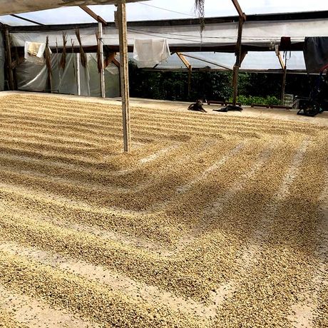 Besichtigen Sie die biologische Finca Cristina und tauchen Sie ein in die Welt des qualitativ hochwertigen Arabica-Kaffees