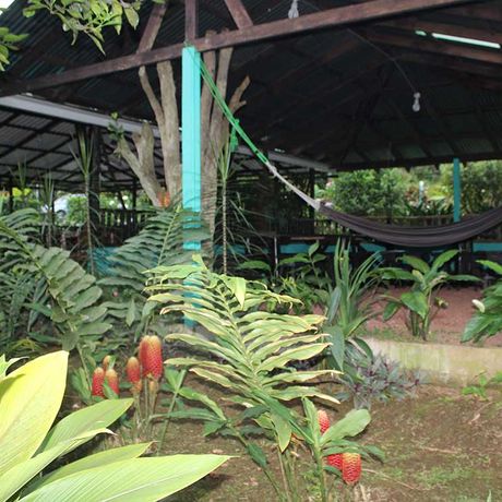 Bungalow und Cabinas Posada Río Celeste Garten 04 Blick auf das Garten der Bungalow und Cabinas Posada Río Celeste